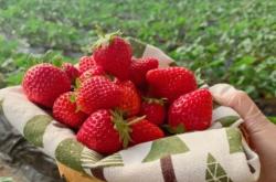 赤峰市摘草莓電話地址查詢號(hào)碼