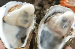 赤峰羊龍骨批發(fā)市場電話號(hào)碼