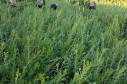 赤峰檸條顆粒廠電話號碼查詢