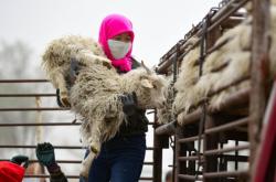 赤峰市賣活羊電話地址查詢