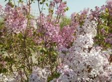 赤峰穆家營子八隊電話號碼