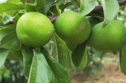 赤峰李子公司電話多少號碼