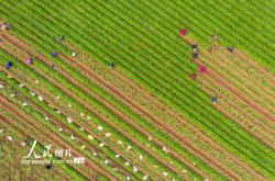 赤峰林西胡蘿卜基地電話號(hào)碼