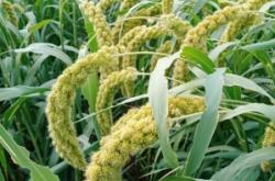 赤峰黃金谷批發(fā)商家電話號(hào)碼