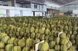 赤峰榴蓮團(tuán)購電話多少號碼啊