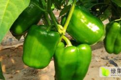 赤峰辣椒打粉加工廠電話號碼