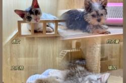 赤峰大孟寵物店電話地址查詢