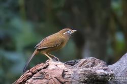 赤峰畫眉鳥店電話地址是多少號