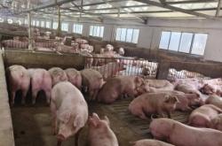 內蒙古赤峰養(yǎng)豬廠電話號碼