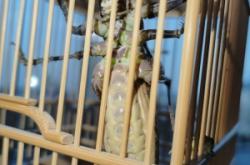 赤峰蟈蟈籠子廠家電話多少號(hào)