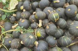 赤峰貝貝南瓜批發(fā)電話是多少號