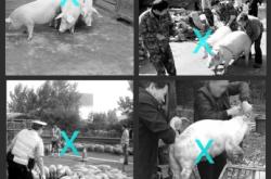 赤峰電動(dòng)趕豬器廠家電話號(hào)碼