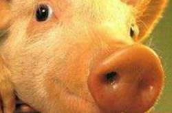 赤峰市鸚鵡商店電話號碼查詢