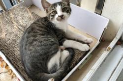 赤峰小貓咪領(lǐng)養(yǎng)電話號(hào)碼查詢