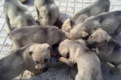 赤峰笨狗養(yǎng)殖戶電話地址查詢