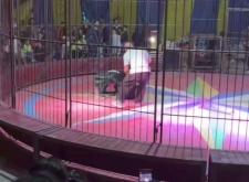 赤峰橋北馬戲團電話號碼