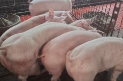 赤峰豬產(chǎn)品批發(fā)市場電話號碼