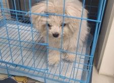 赤峰寵物實體店電話號碼多少