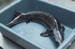 赤峰現(xiàn)殺牛肉店電話(huà)地址查詢(xún)