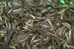 赤峰賣活泥鰍的電話號碼是多少