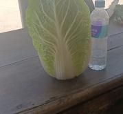 赤峰市白菜代辦公司電話號(hào)碼