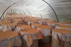 赤峰市靈芝種植基地電話號(hào)碼