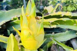 赤峰火龍果采摘基地電話號(hào)碼