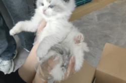 赤峰哪里可以領(lǐng)養(yǎng)貓