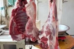 赤峰市黑花肉牛販子電話號碼