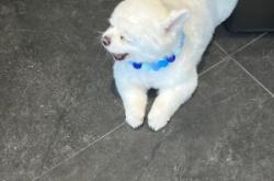 赤峰街狗狗咖啡廳地址電話號(hào)碼