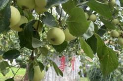 赤峰采摘蘋果園地址電話號(hào)碼