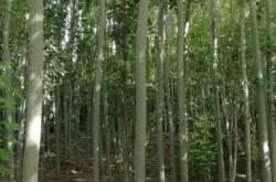 赤峰市賣楊樹苗的電話號(hào)碼