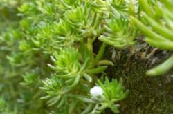 赤峰苔蘚墻施工隊(duì)電話地址查詢