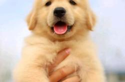 赤峰名貓名犬繁育基地電話號(hào)碼