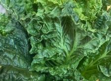 赤峰麻葉批發(fā)市場(chǎng)電話(huà)號(hào)碼