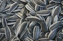 赤峰瓜子廠家聯(lián)系電話號(hào)碼查詢