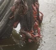 赤峰盱眙洪大龍蝦店電話號(hào)碼