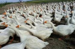 赤峰賣活大鵝電話號(hào)碼多少