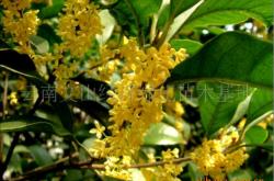 赤峰金葉專賣店電話號碼查詢