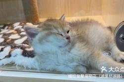 赤峰大奇寵物店電話地址查詢