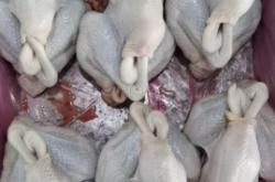 赤峰紅鯉魚批發(fā)電話號碼查詢