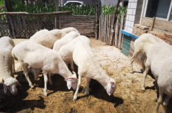 赤峰邊牧養(yǎng)殖基地電話號(hào)碼