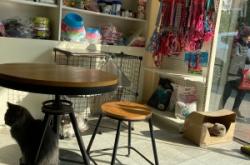 赤峰市寵物診所電話多少號