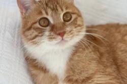 赤峰橘貓領(lǐng)養(yǎng)基地電話號(hào)碼