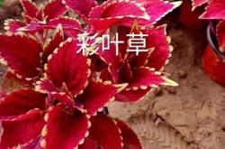 赤峰綠葉彩葉草商家電話號(hào)碼