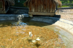 赤峰佳貝萌寵樂園電話地址查詢