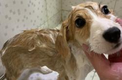 赤峰寵物店驅(qū)蟲電話號碼查詢