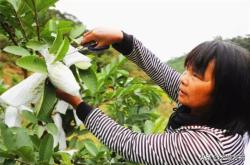 赤峰鐵南果益農藥店電話號碼