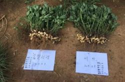 赤峰花生秧子批發(fā)市場電話號碼