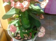 赤峰凡熙鮮花店地址電話號碼